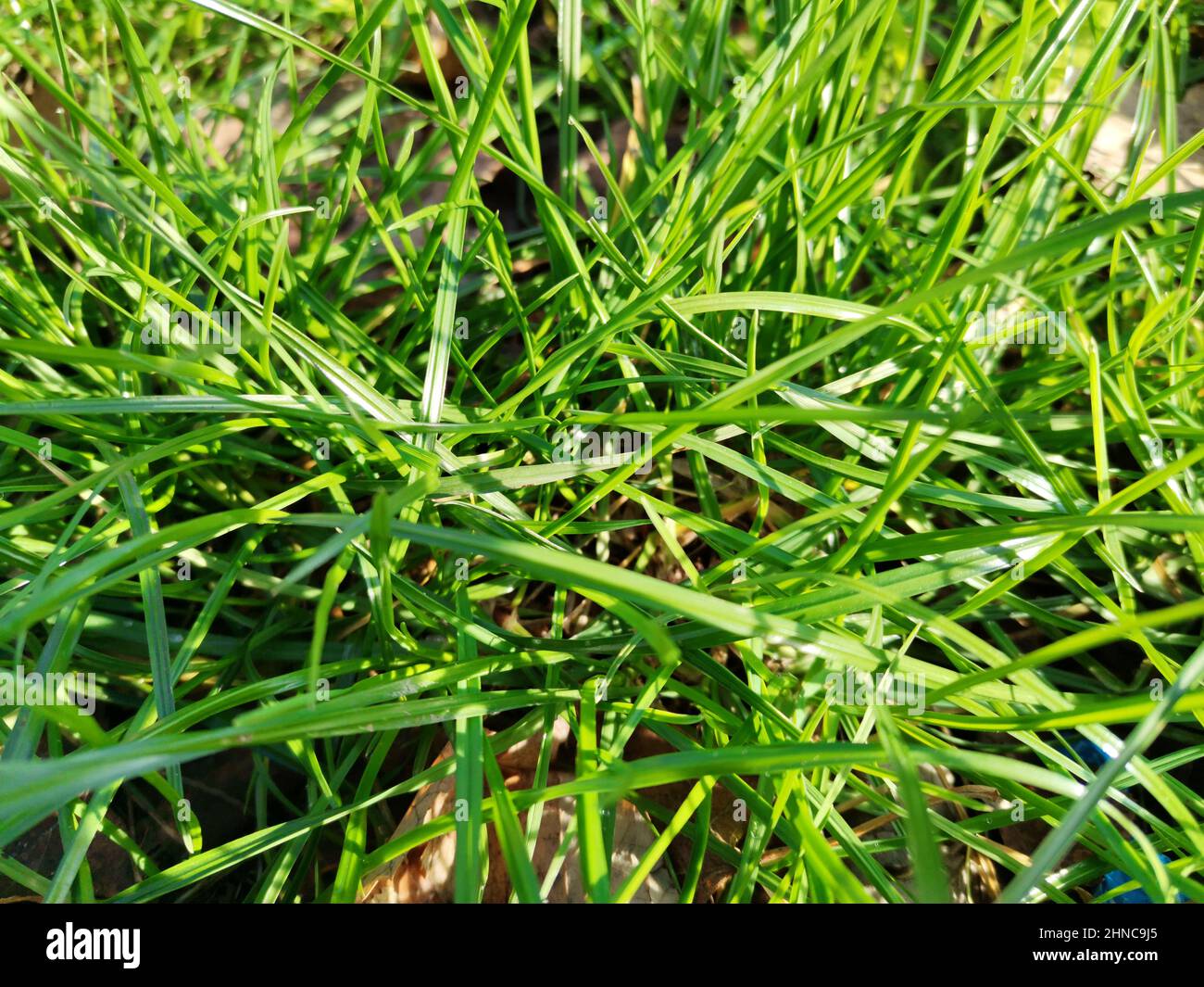 Closeup detail of green Cymbopogon martinii plants with sunlight Stock Photo