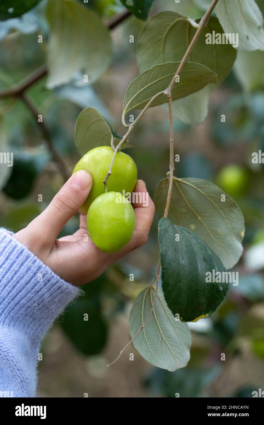 Picking green dates in the orchard Stock Photo Alamy