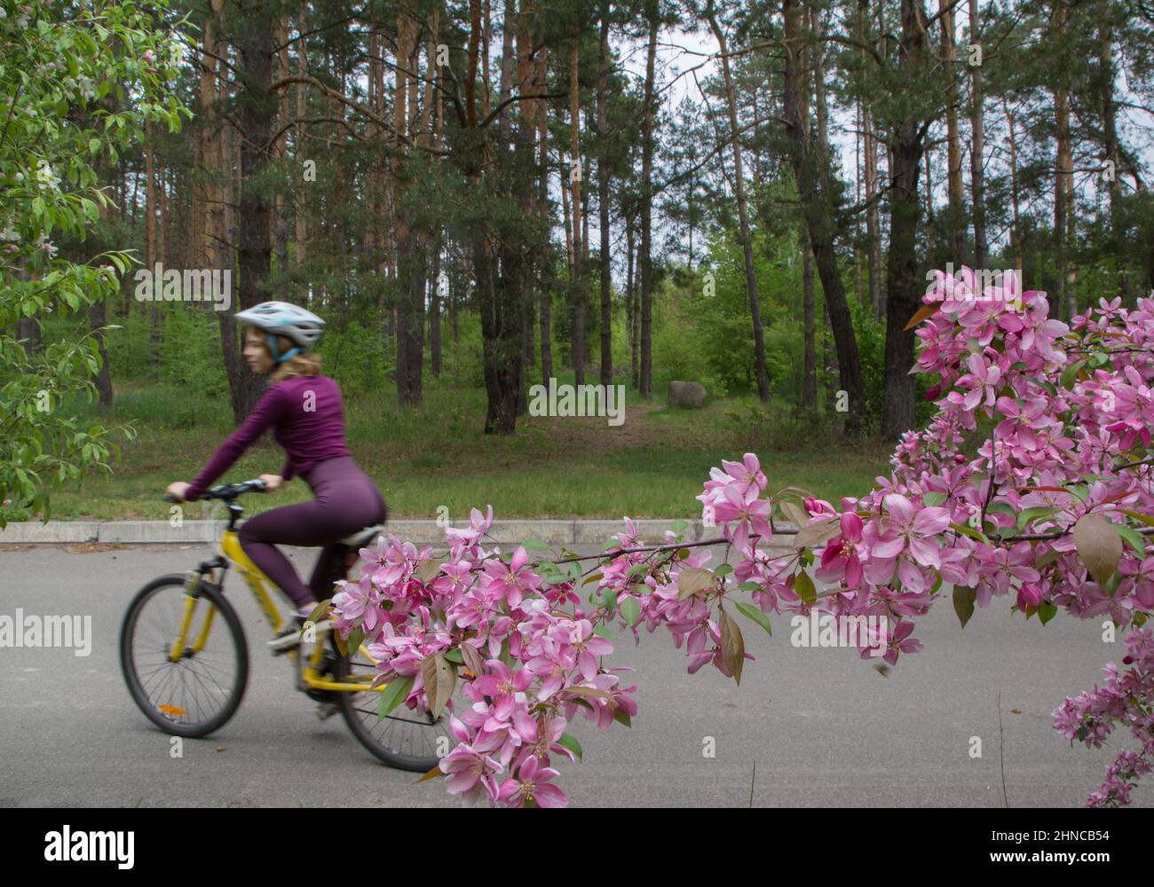 young slender woman in helmet rides a bicycle. Photo in motion, artistic blur, focus on pink blooming spring flowers of tree. healthy active lifestyle Stock Photo