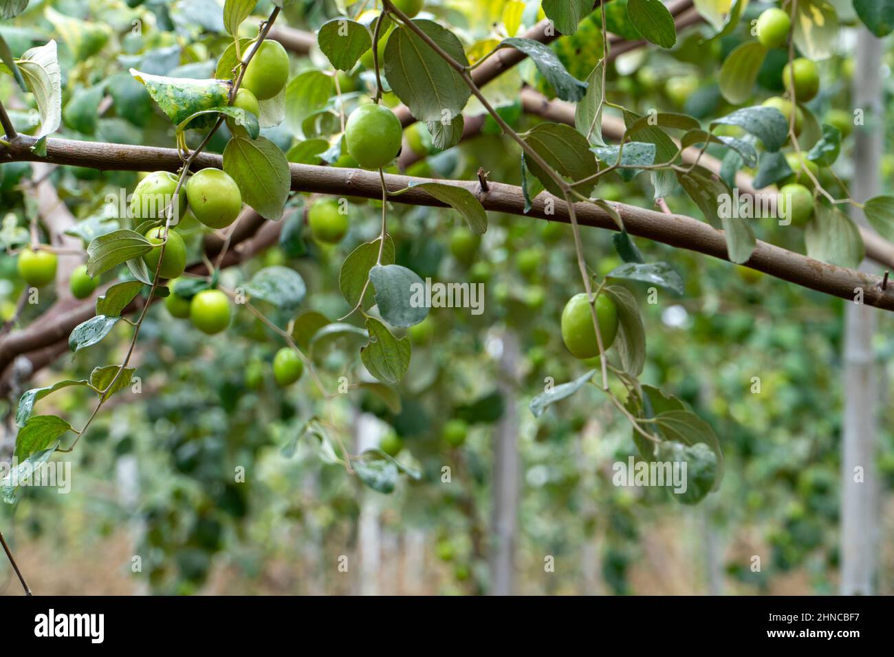 Jujube trees in fruit plantations Stock Photo Alamy
