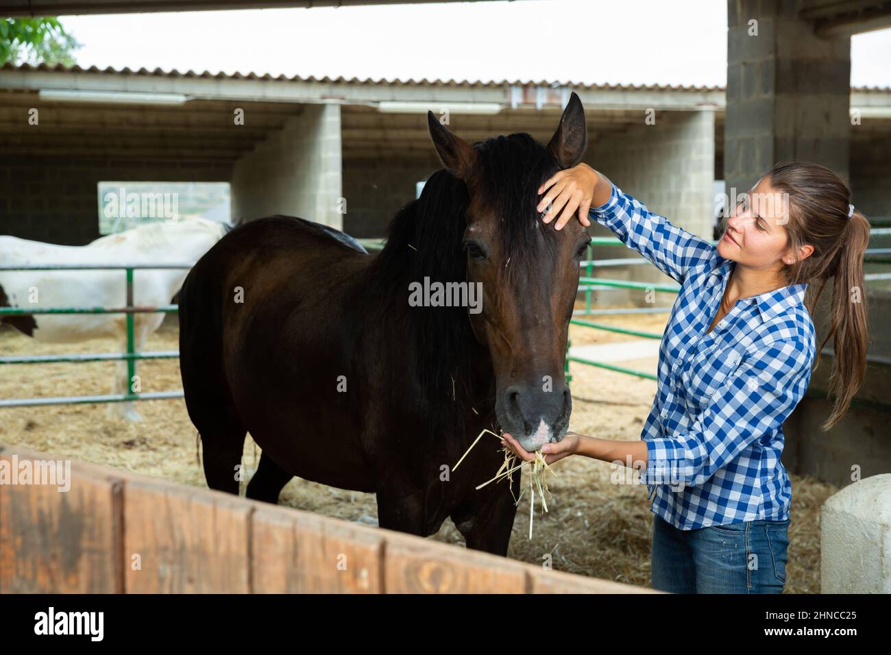 Young woman caring for horses Stock Photo Alamy