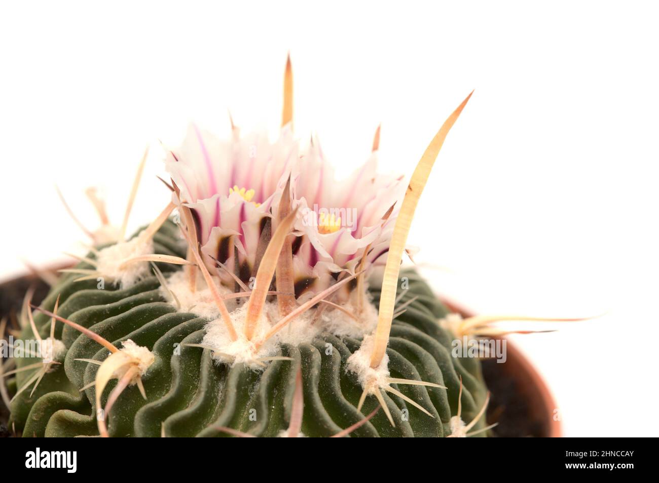 Stenocactus multicostatus, the brain cactus, small cactus with unusual wavy ribs flowering Stock Photo