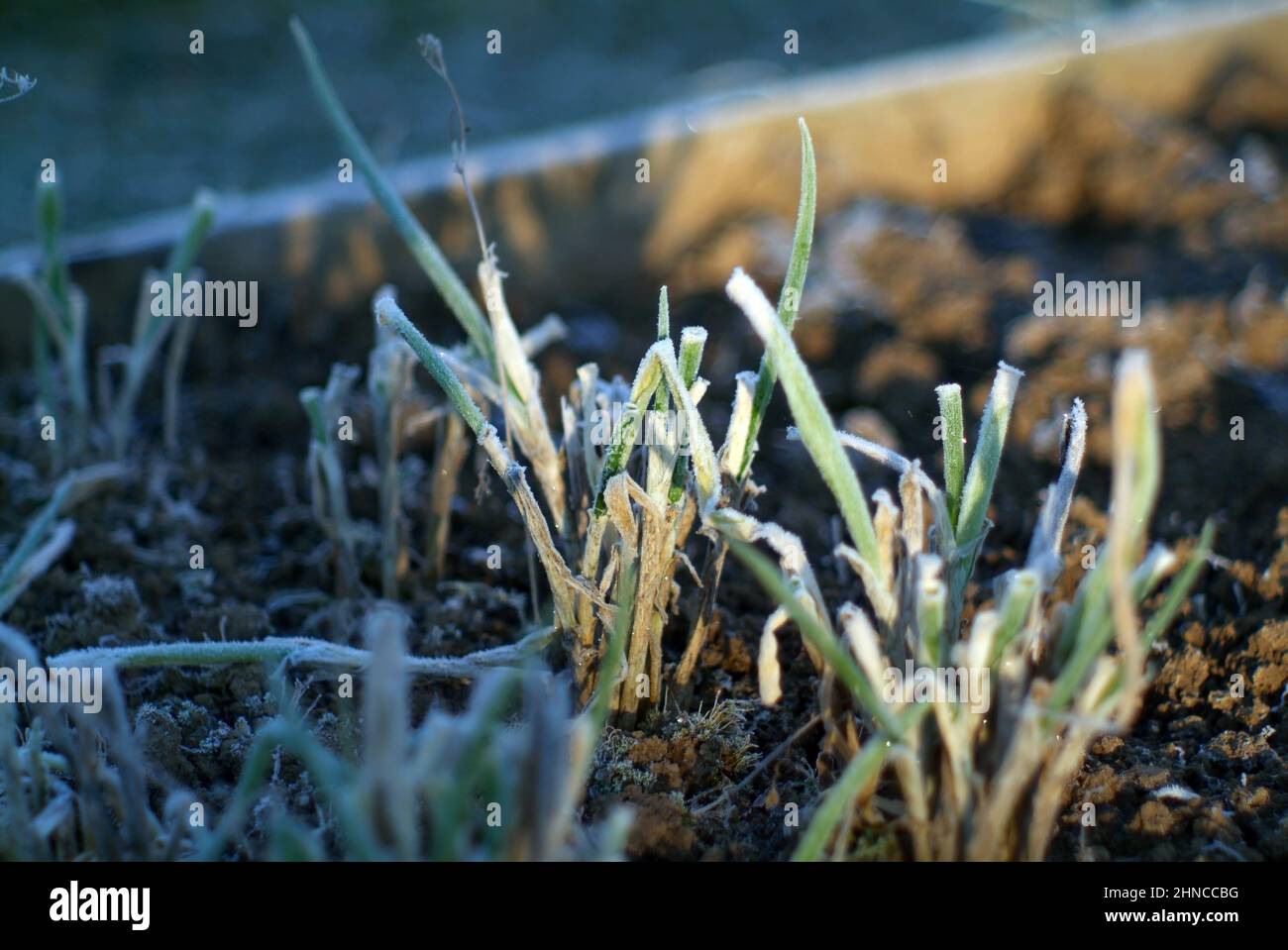onions on the bed covered with frost, in the morning Stock Photo