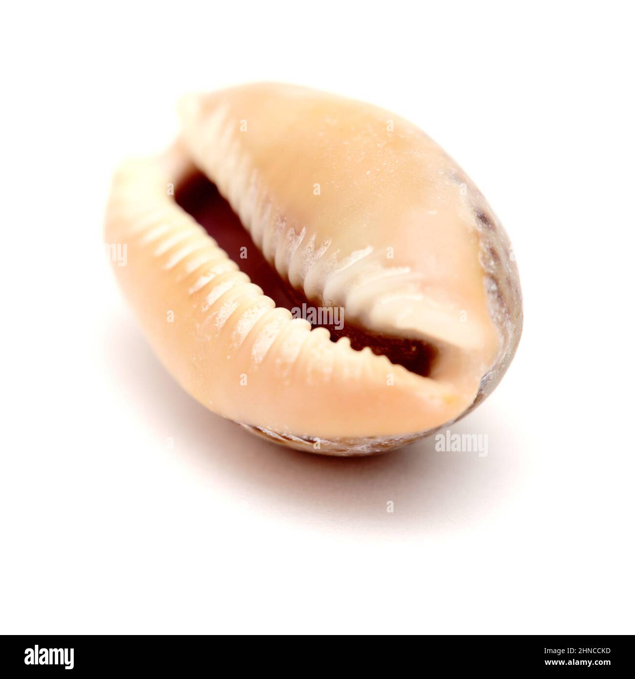 Fauna of Atlantic ocean around Gran Canaria - small cowrie shell, or money shell, isolated Stock Photo