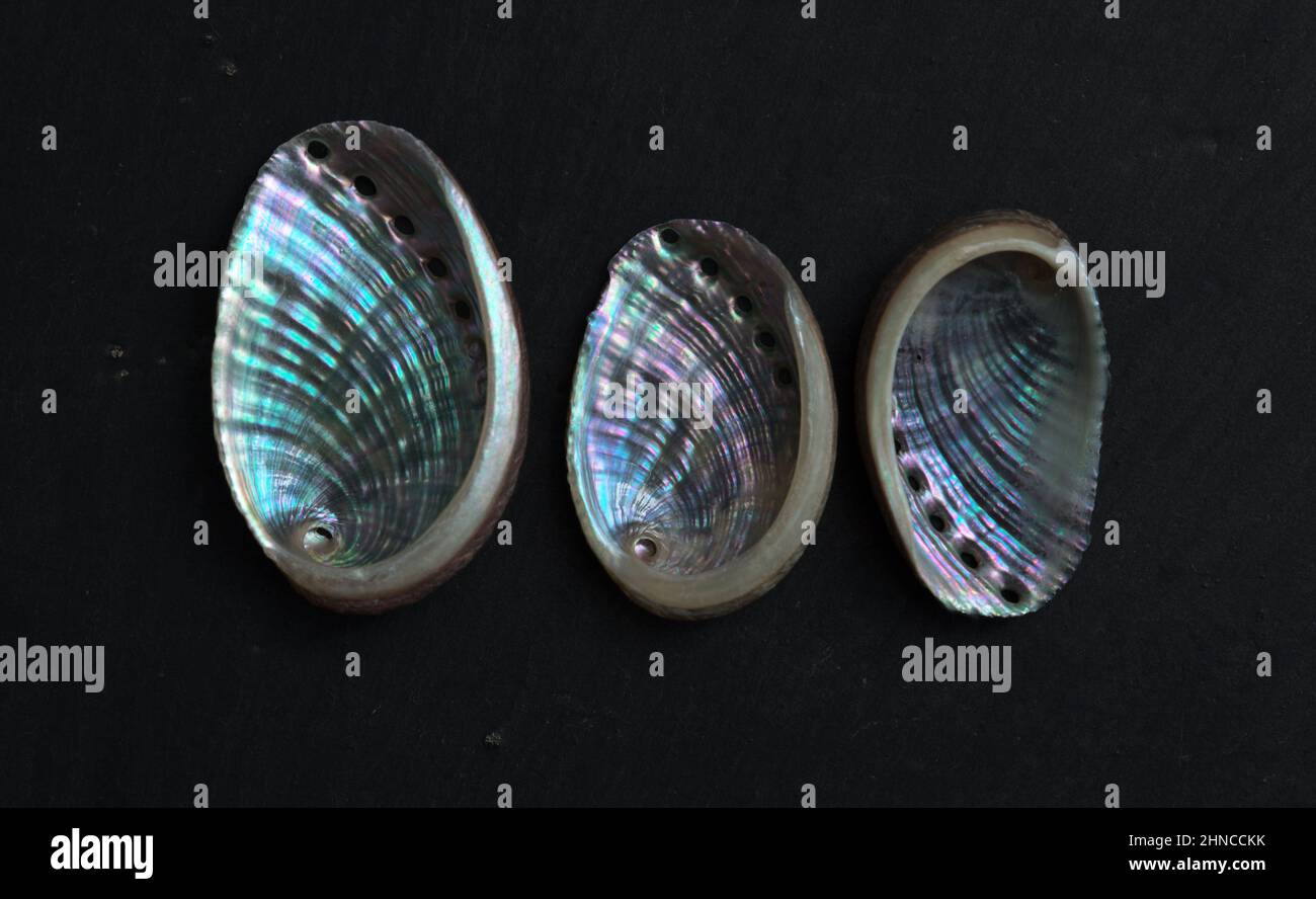 Fauna of Atlantiic ocean around Gran Canaria - shells of Haliotis tuberculata coccinea, green ormer Stock Photo
