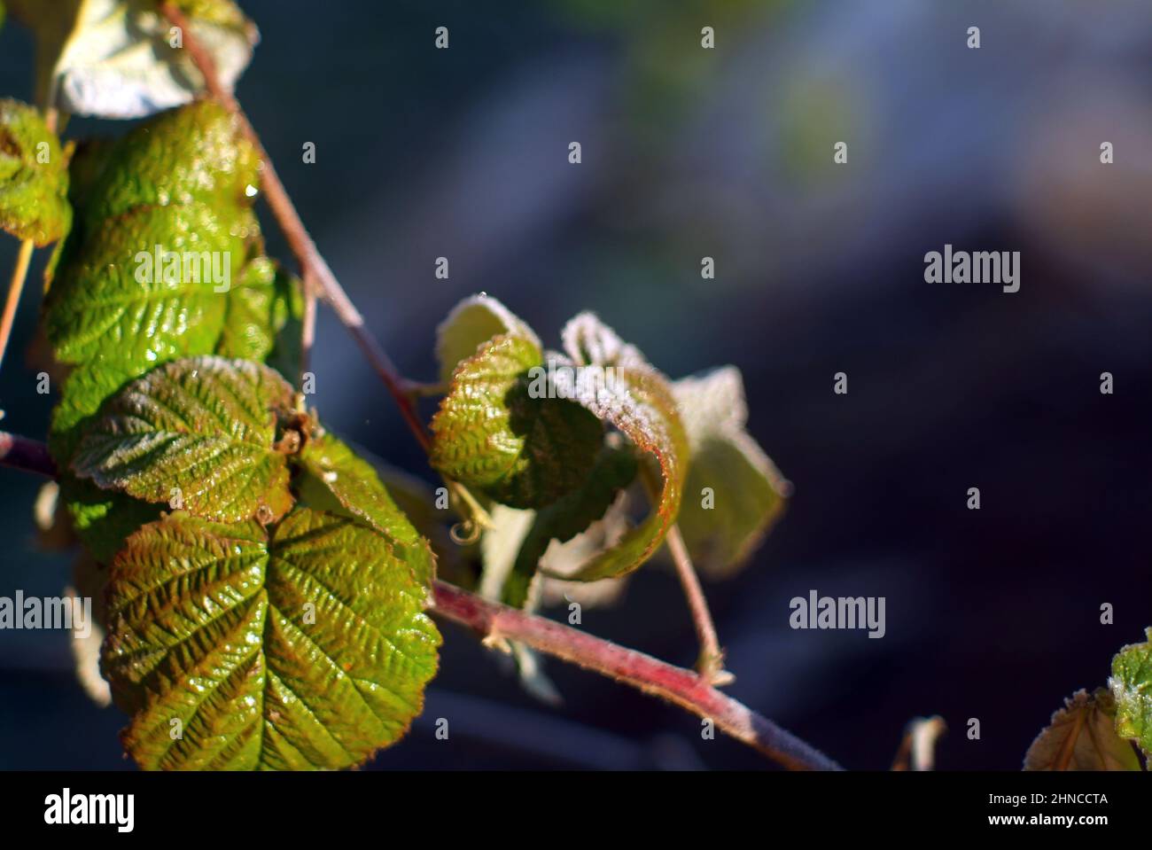 raspberry leaves covered with frost, early morning Stock Photo