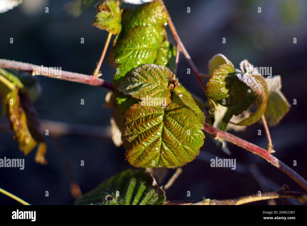 raspberry leaves covered with frost, early morning Stock Photo