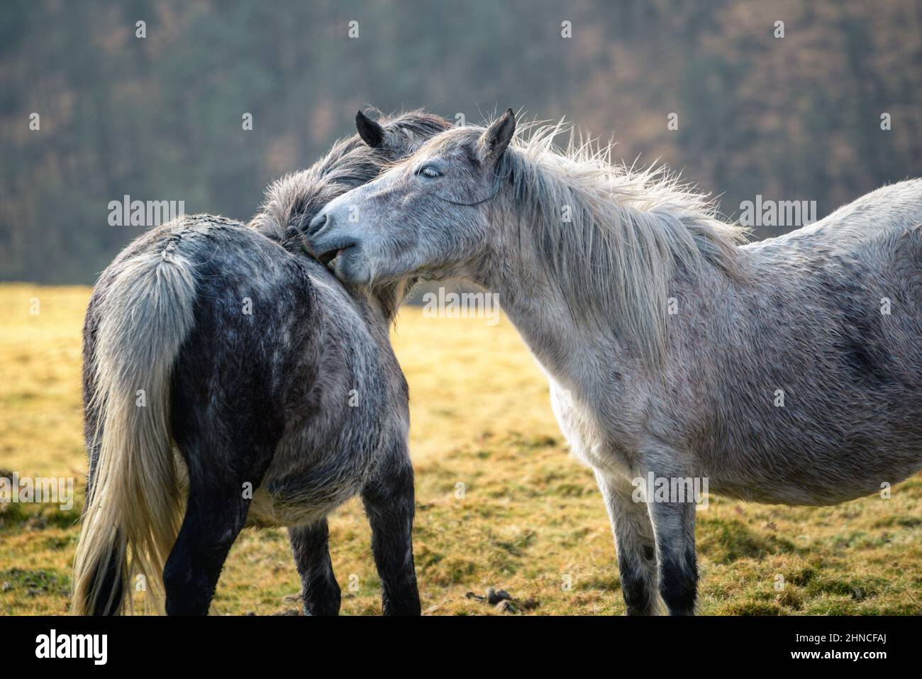 A pair of Galician breed horses play affectionately in the Xistral Mountain Range in Abadin in Galicia Stock Photo