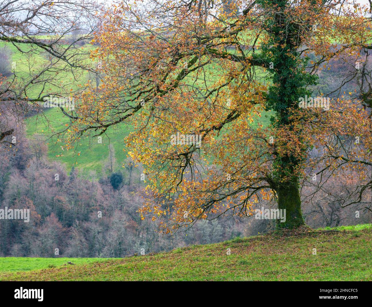 Autumn foliage on a large oak tree in the highlands of Becerrea in Galicia Stock Photo