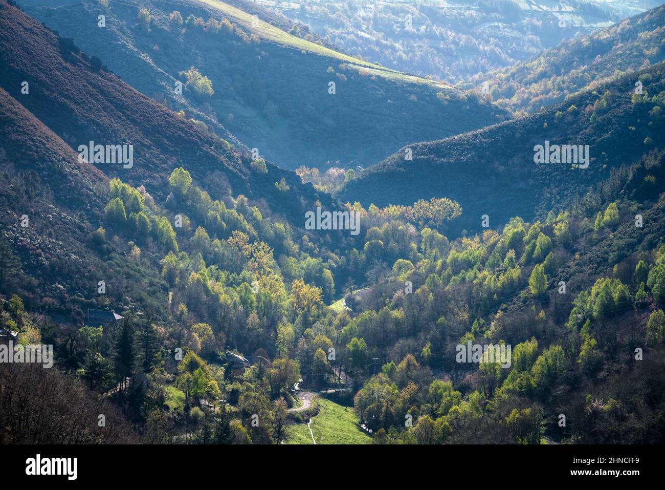 Spring light floods a valley dotted with trees with the first tender green shoots in Cervantes Ancares in Galicia Stock Photo
