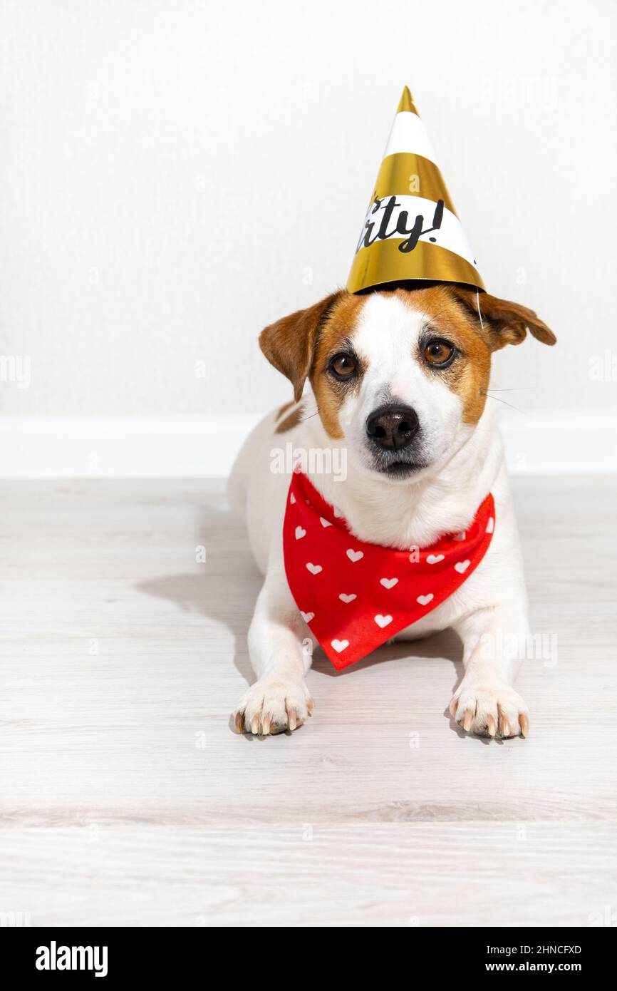 Amusing American Pit Bull Terrier Dog Dressed In A Red Tee Shirt And A Cap,  On His Neck A Gold Chain And On His Eyes Sunglasses Isolated On A White  Background Stock