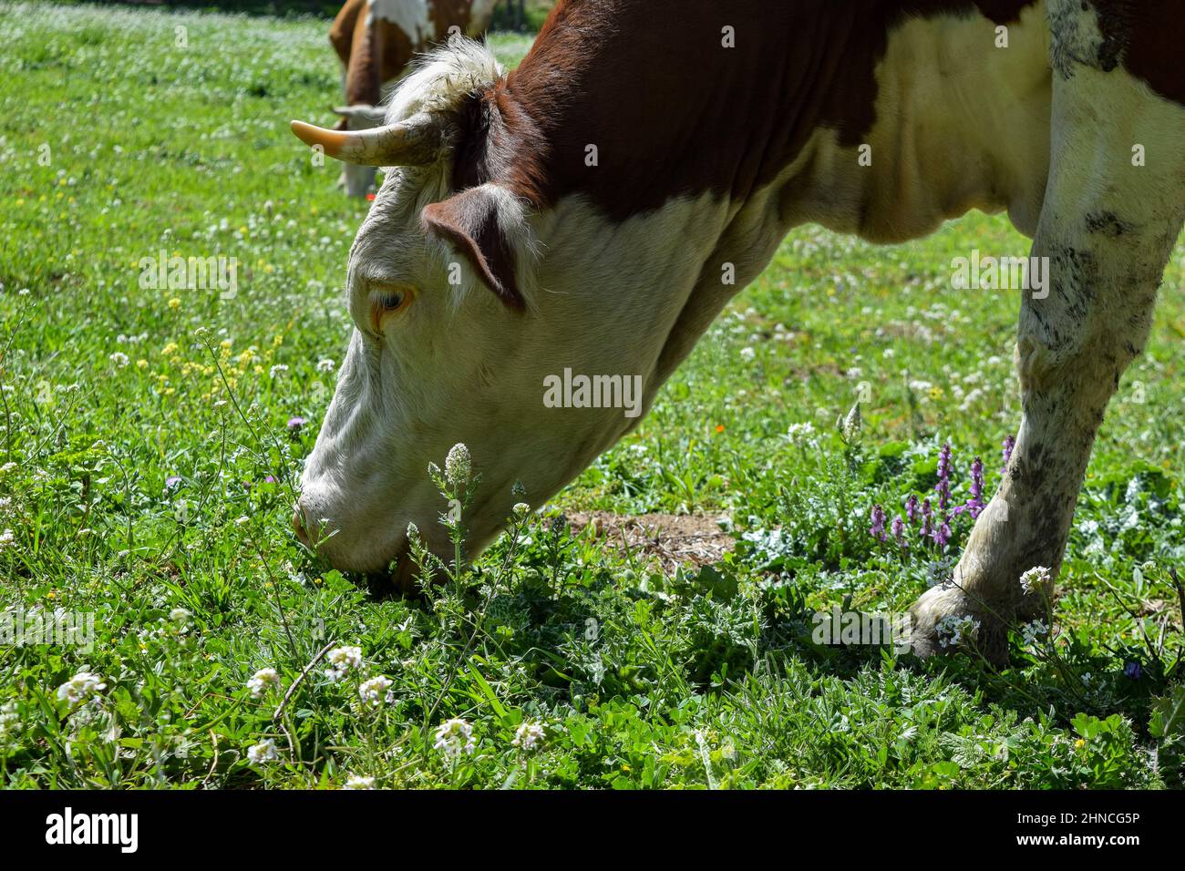 Cows feed on grass hires stock photography and images Alamy