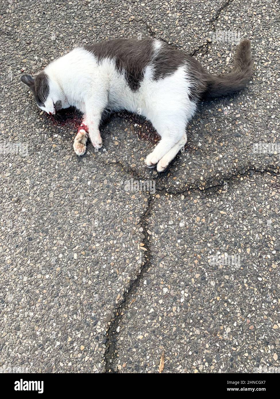 Dead cat laying on the ground, Lyon, France Stock Photo -
