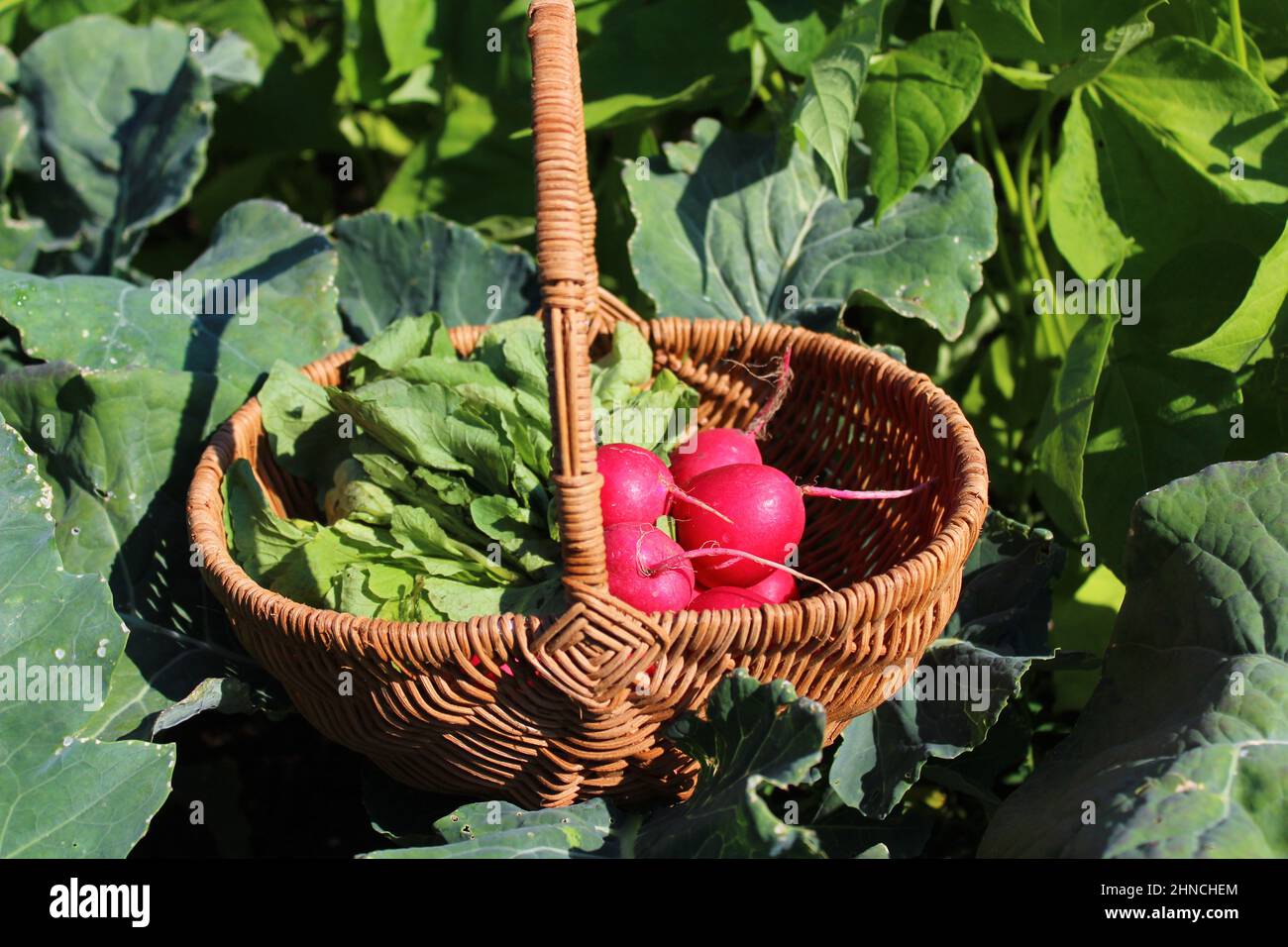 radish in a basket and radish leaves Stock Photo Alamy