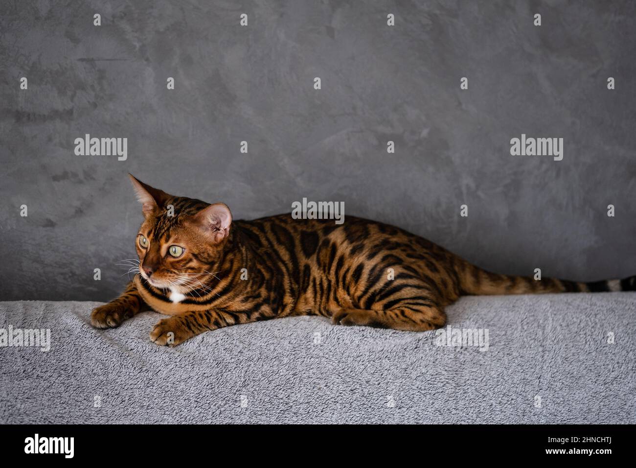 Bengal cat lies on a cozy sofa. Cat in the home interior. Animals and