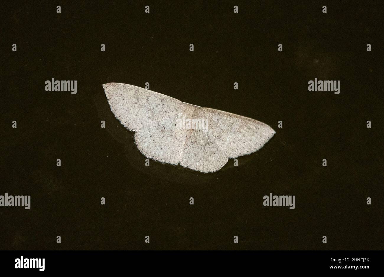 Delicate, off-white, small Australian moth, scopula sublinearia, family Geometridae, in South-eastern Queensland. Dark background. Copy space. Stock Photo
