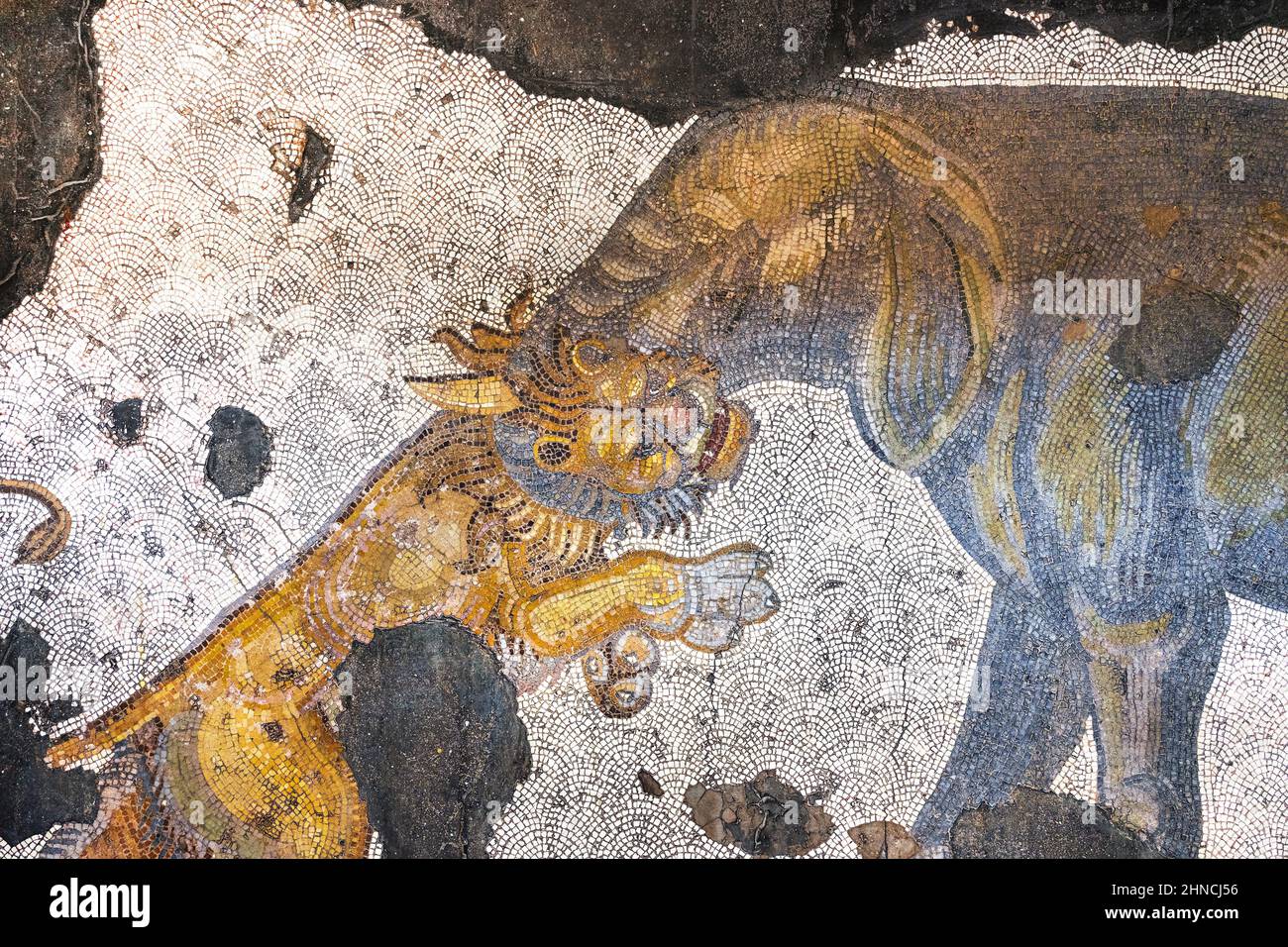 Lion fighting an elephant, mosaics from the Byzantine period (East Roman period) at the Great Palace of Constantinople. 4th-6th century. Stock Photo