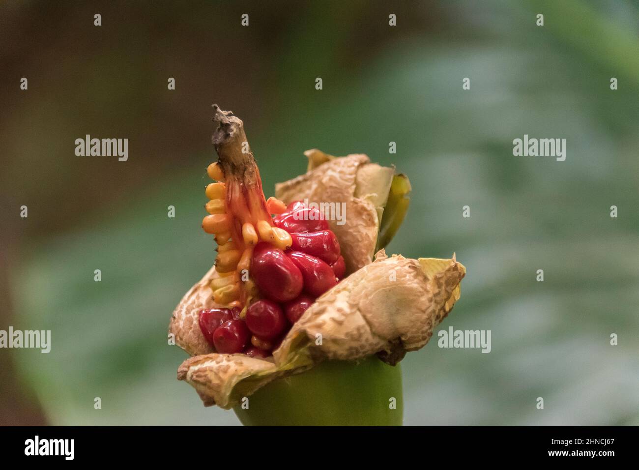 Poisonous red fruit of Australian rainforest plant, cunjevoi, native lily,  alocasia brisbanensis. Ripened seed head split to reveal seeds. Queensland Stock Photo