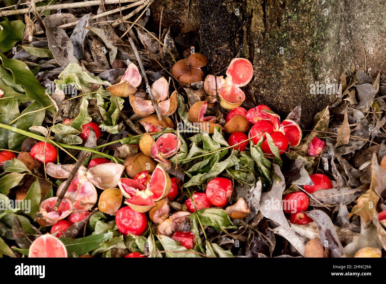 Mass of fallen red seeds and pods from a Small-leaved tamarind, tree, Diploglottis campbellii.  Australian rainforest tree in Queensland. Bush tucker. Stock Photo