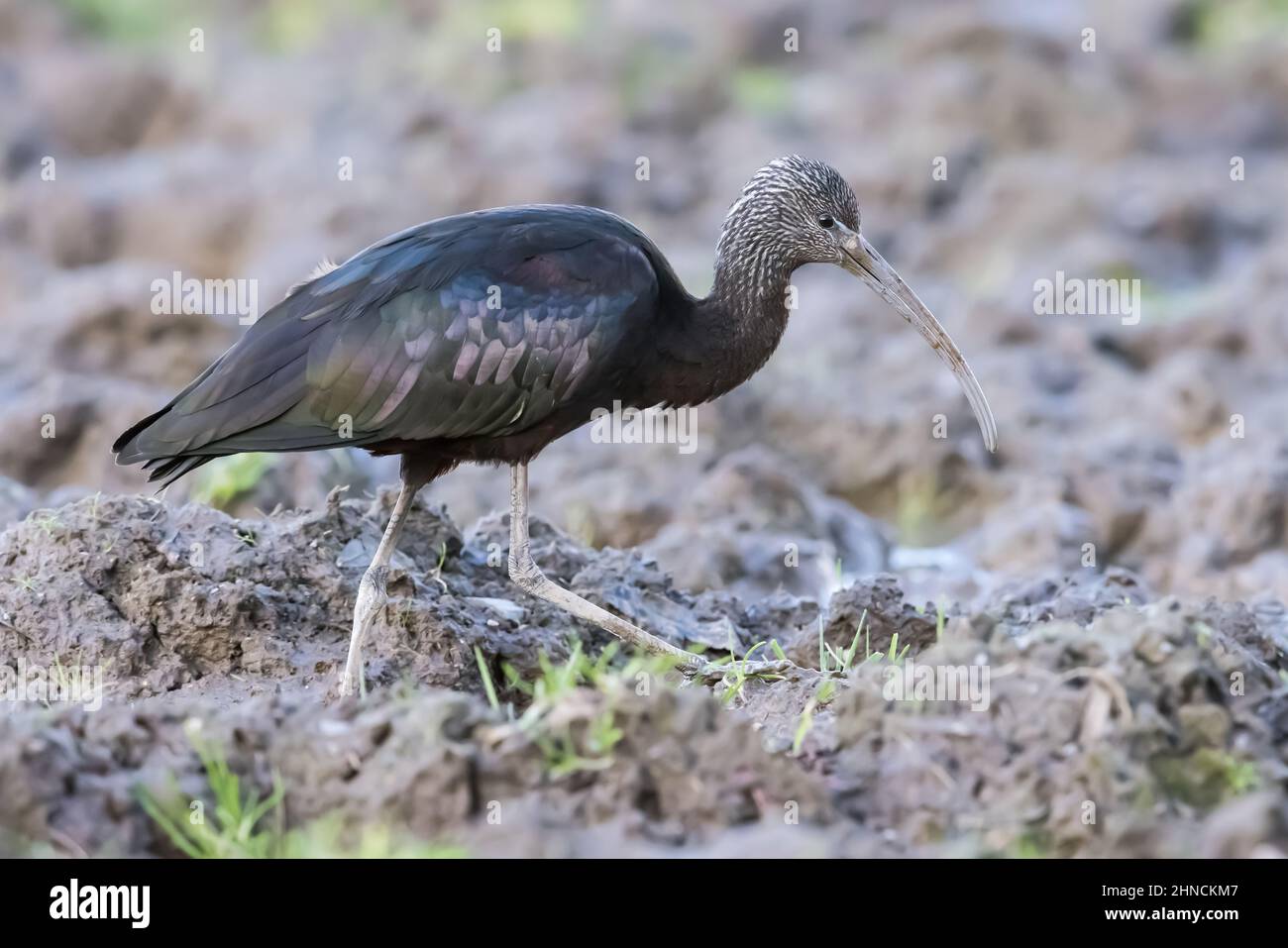Glossy Ibis walking in a muddy field Stock Photo