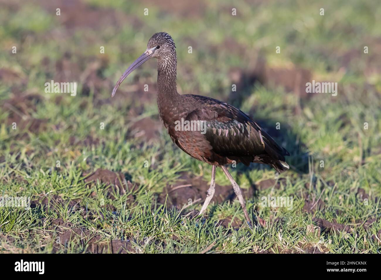 Glossy Ibis in a muddy field Stock Photo