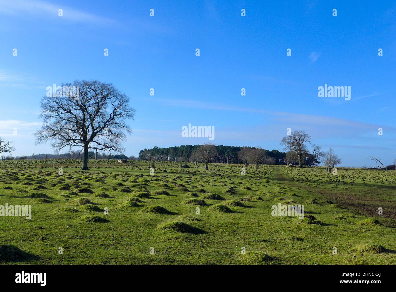 Lumpy bumpy lawn or soil bumps Stock Photo Alamy