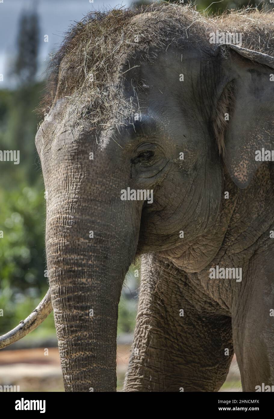 Closeup of an elephant Stock Photo - Alamy
