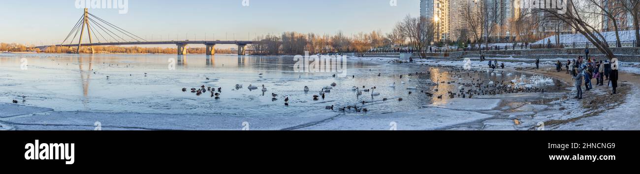 Visitors to the Natalka Park in Obolon area in Kyiv city feed and photograph swans and ducks on the frozen Dnieper. Ukraine Stock Photo