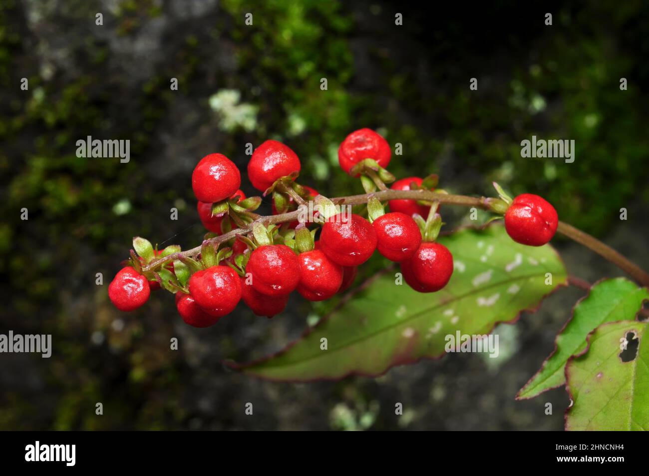 Rivina humilis or bloodberry is a species of flowering plant in the family Petiveriaceae Stock Photo