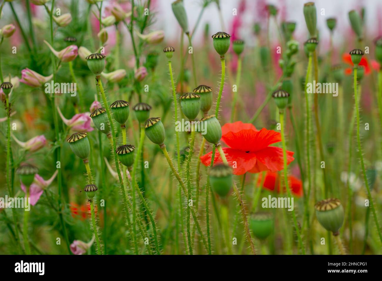 beautiful poppy fields in England Stock Photo Alamy
