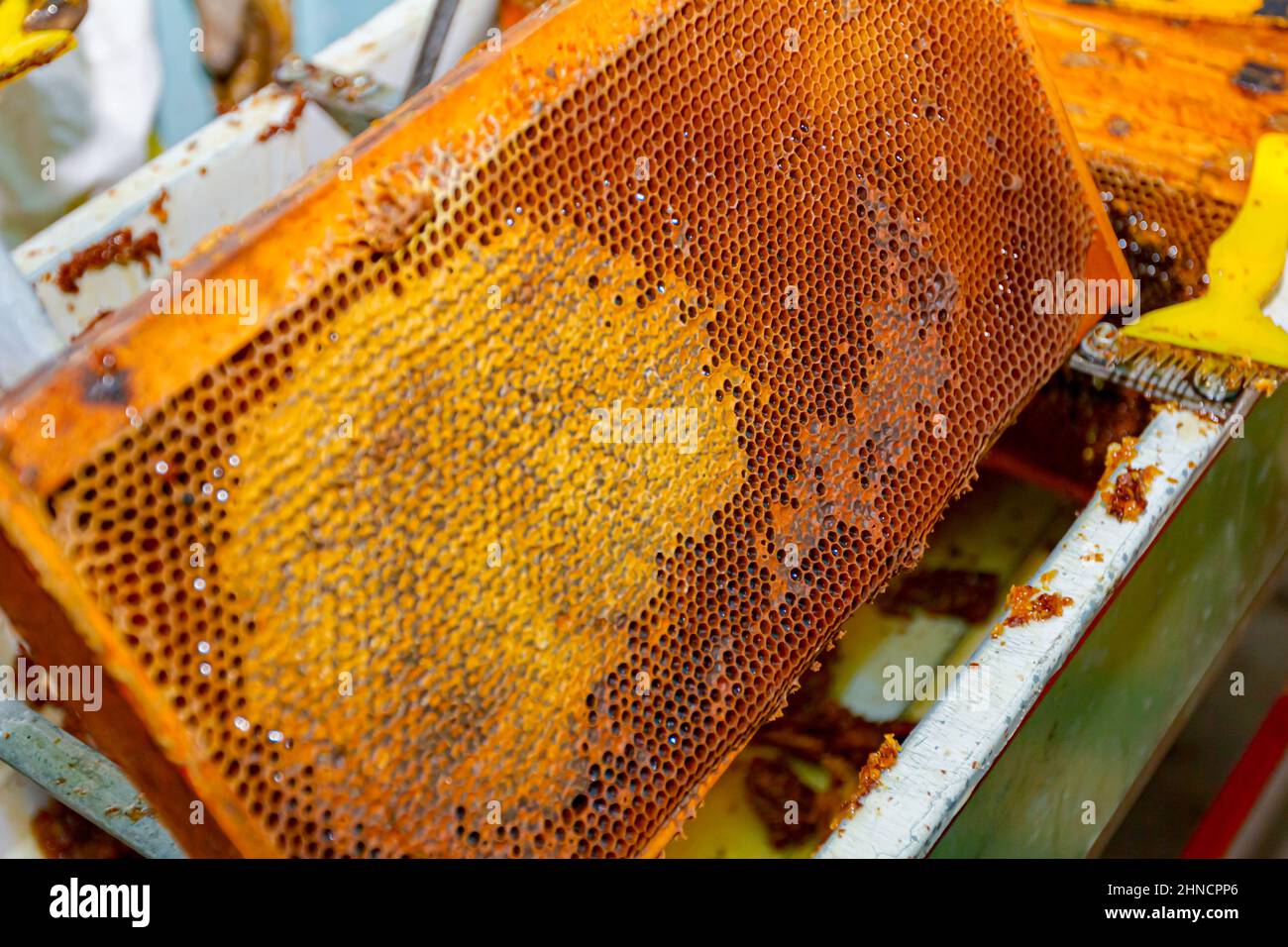 Frame with honeycomb, uncapping honey cells with a beekeeper fork, tool for opening or removing wax caps at harvest, close-up. Stock Photo