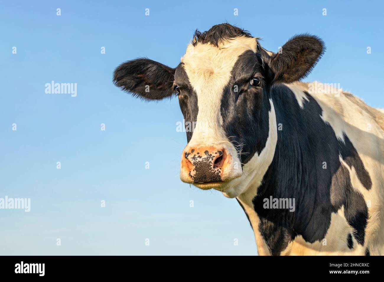 Head of a cow, looking friendly, mature black and white with pink nose and blue background with copy space Stock Photo