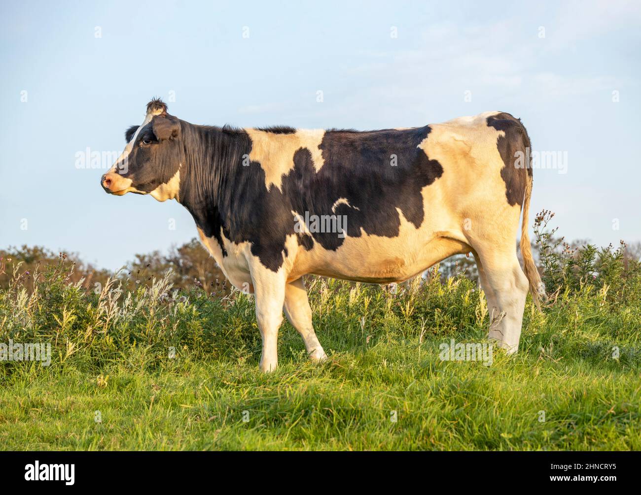 Sunset cow, black and white, standing on green field of grass in a meadow and with soft blue background Stock Photo