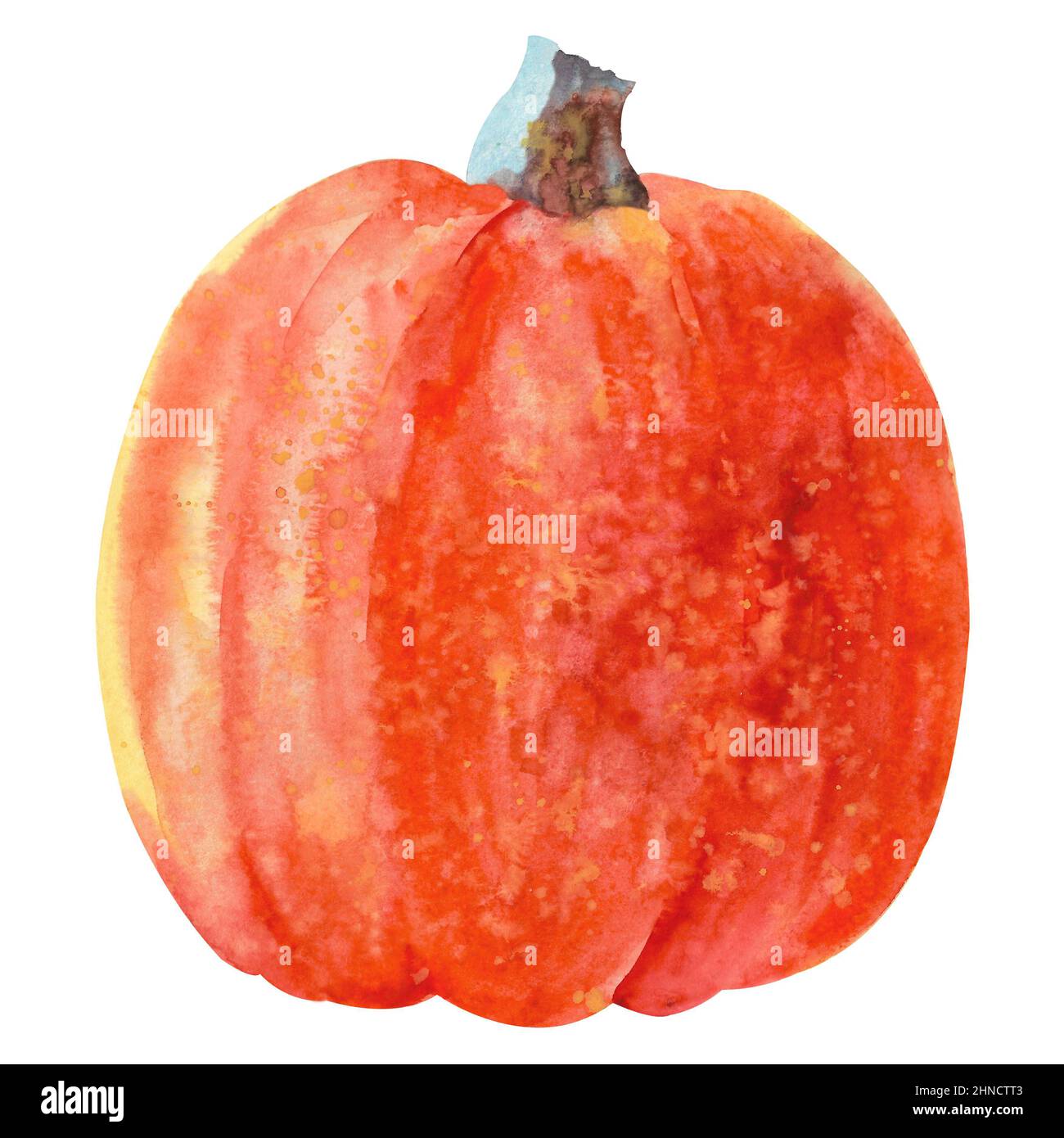 Hand drawn watercolor pumpkin. Illustration isolated on white ...