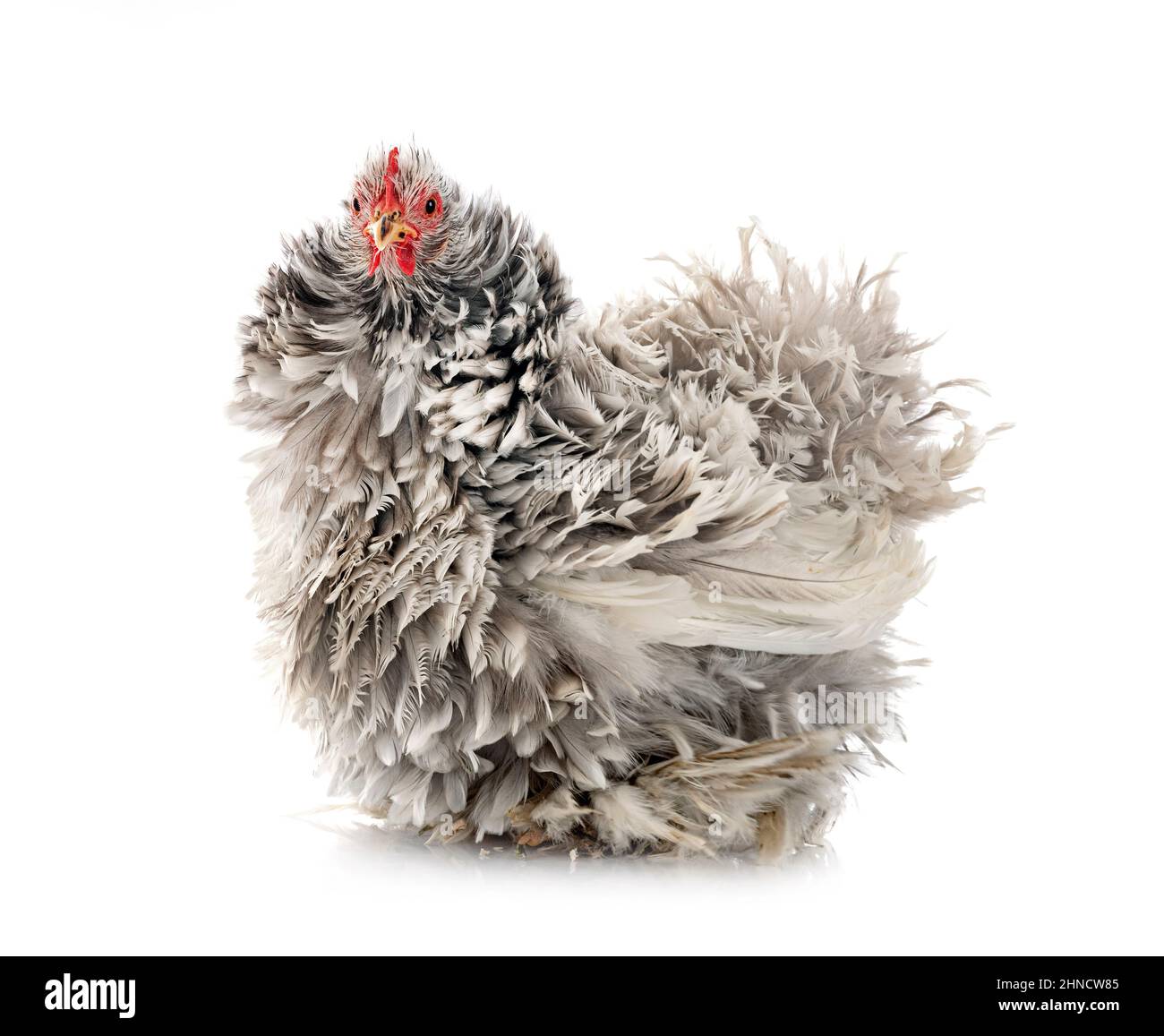 Pekin Bantam in front of white background Stock Photo