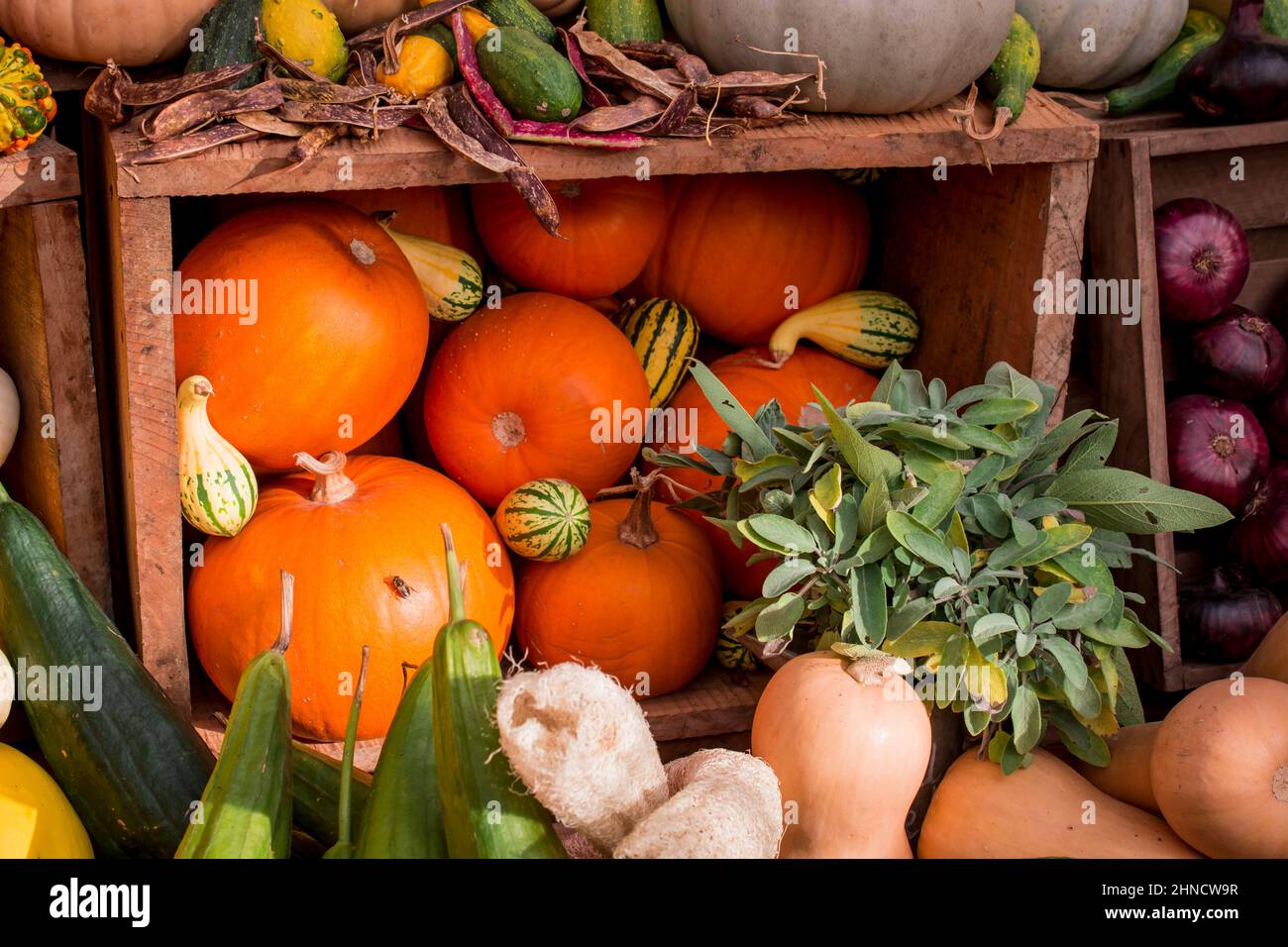 photo of autumn display Stock Photo - Alamy