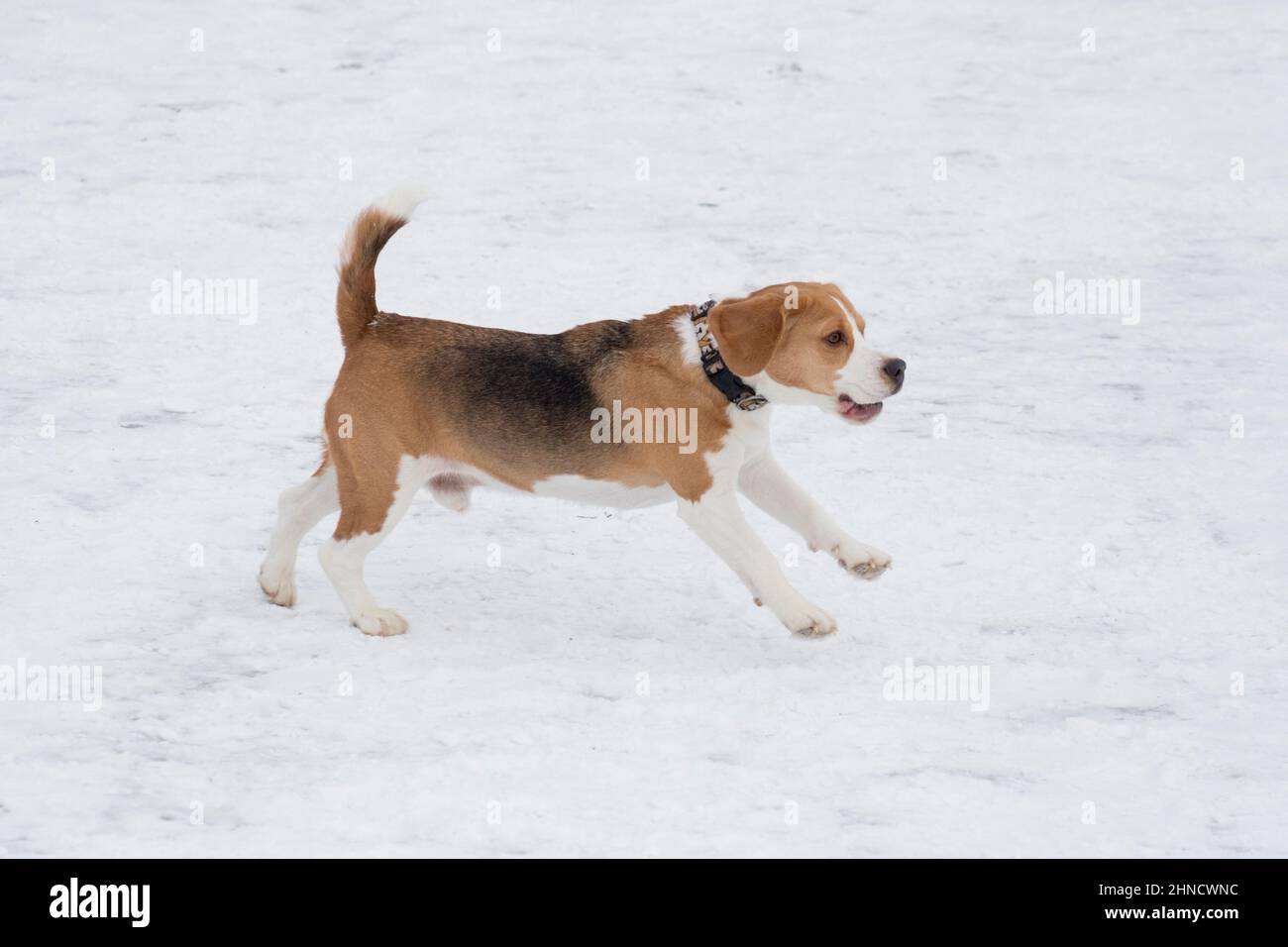 Cute english beagle puppy is running on a white snow in the winter park. Pet animals. Purebred dog. Stock Photo