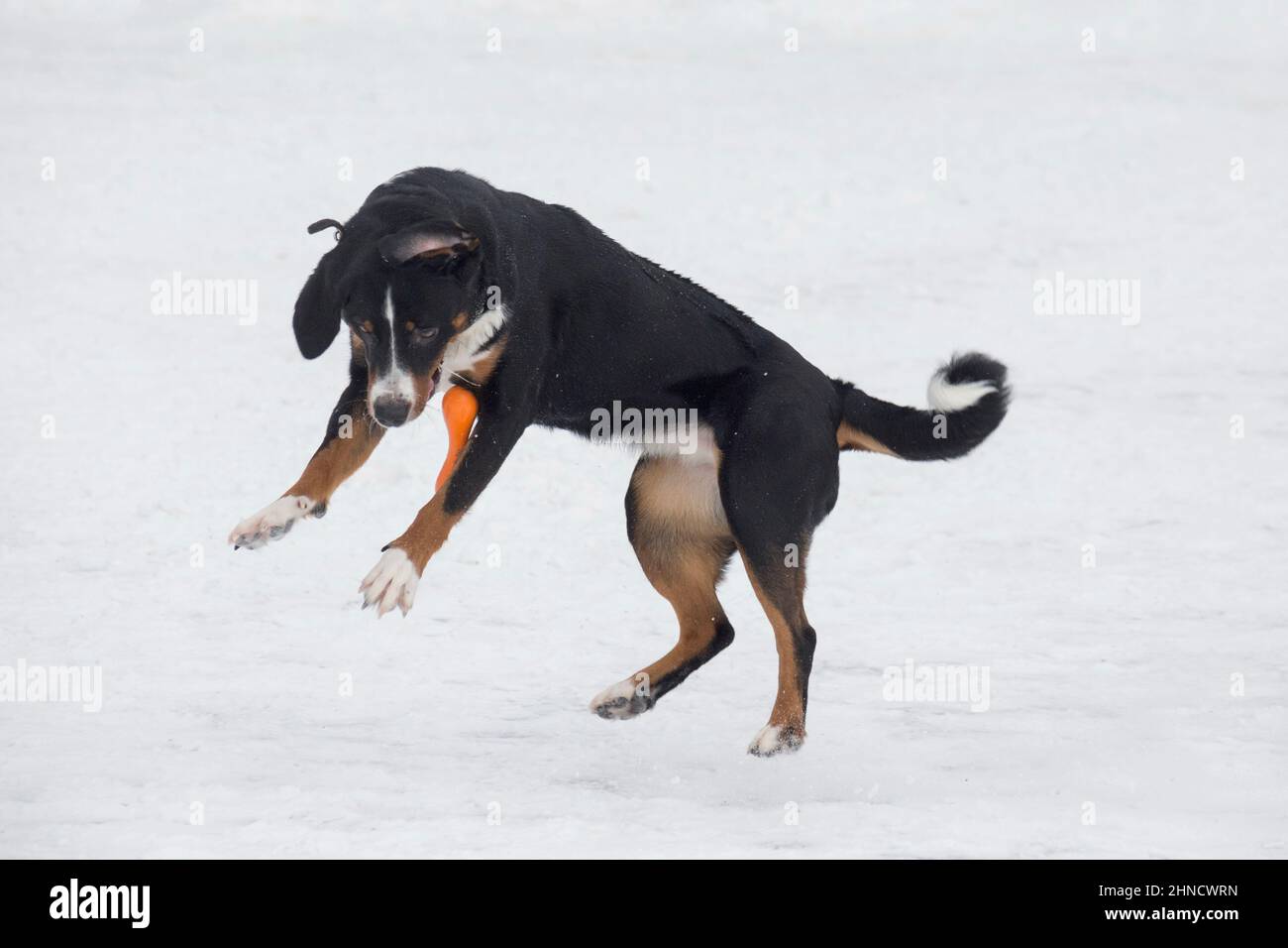 Cute appenzeller sennenhund puppy is jumping and playing with his toy on a white snow in the winter park. Pet animals. Purebred dog. Stock Photo