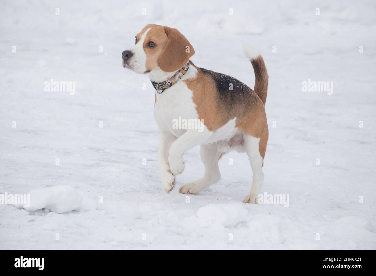 Cute english beagle puppy is standing on a white snow in the winter park. Pet animals. Purebred dog. Stock Photo