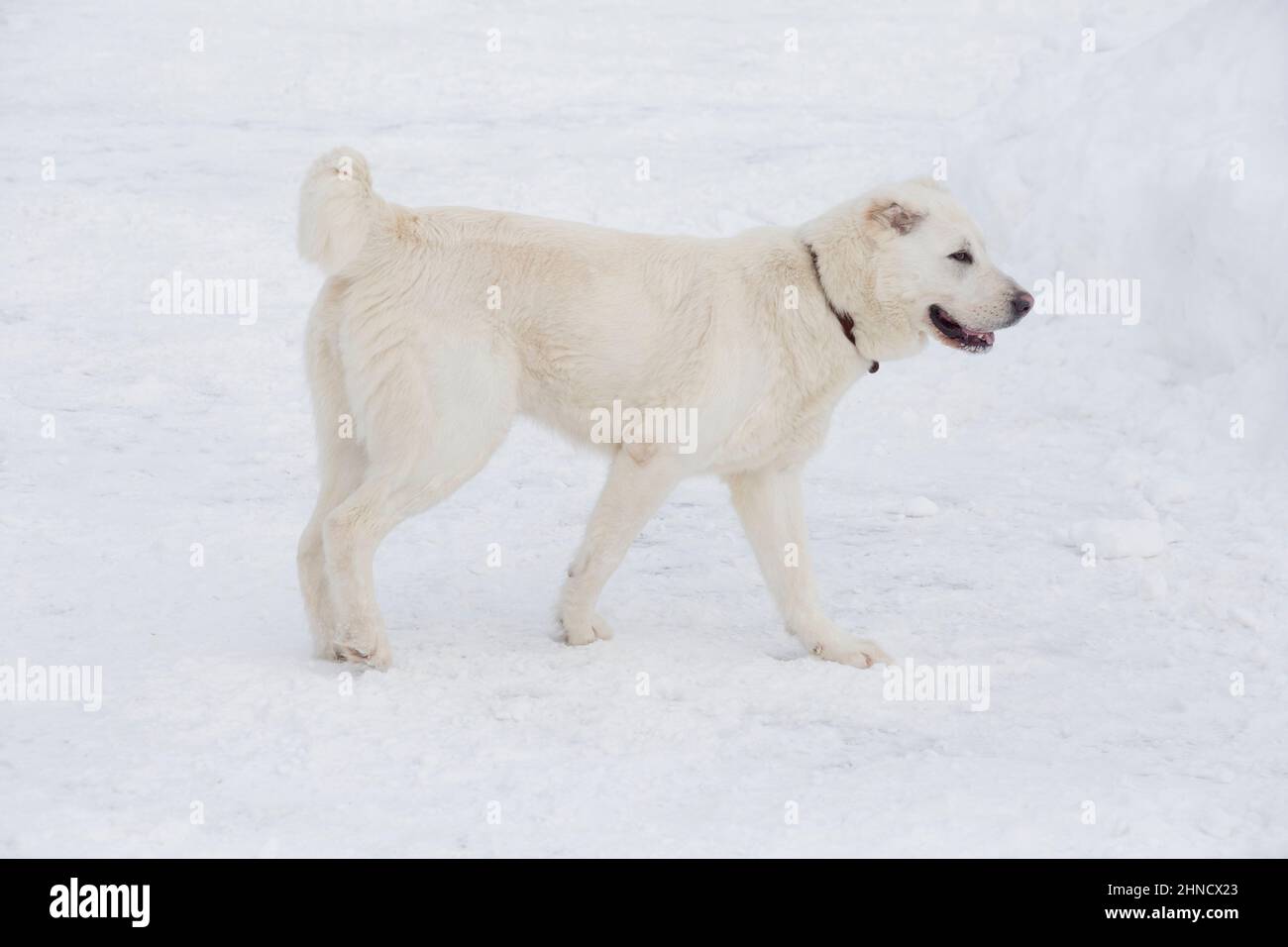 Cute central asian shepherd dog puppy is walking on a white snow in the winter park. Pet animals. Purebred dog. Stock Photo