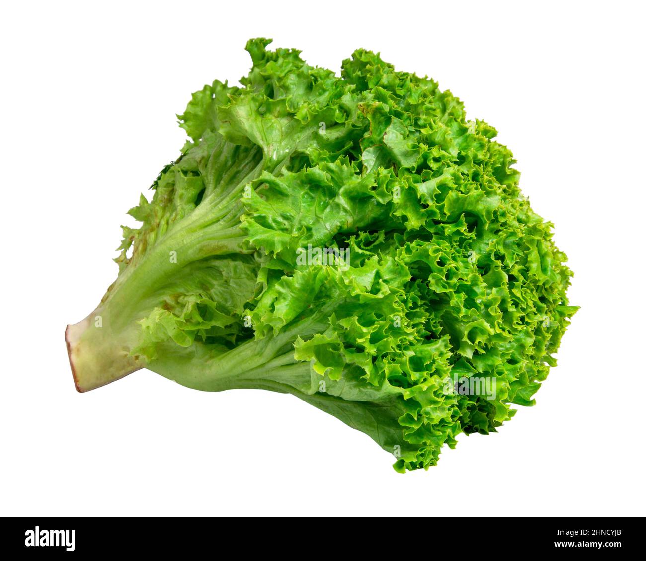 Green fresh bunch of lettuce isolated on the white background Stock