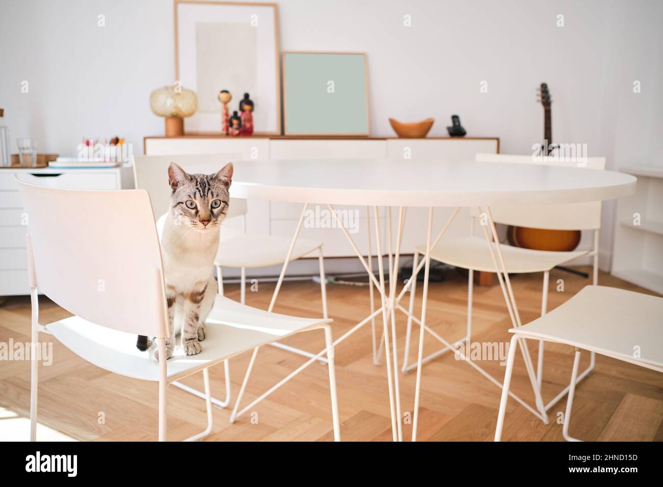 Cute cat with gray fur jumping on white chair near round table in light