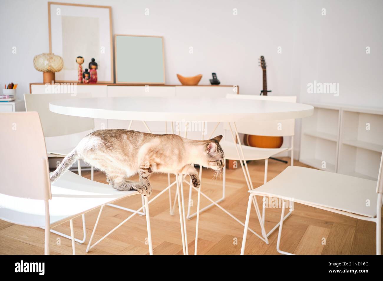 Cute cat with gray fur jumping on white chair near round table in light