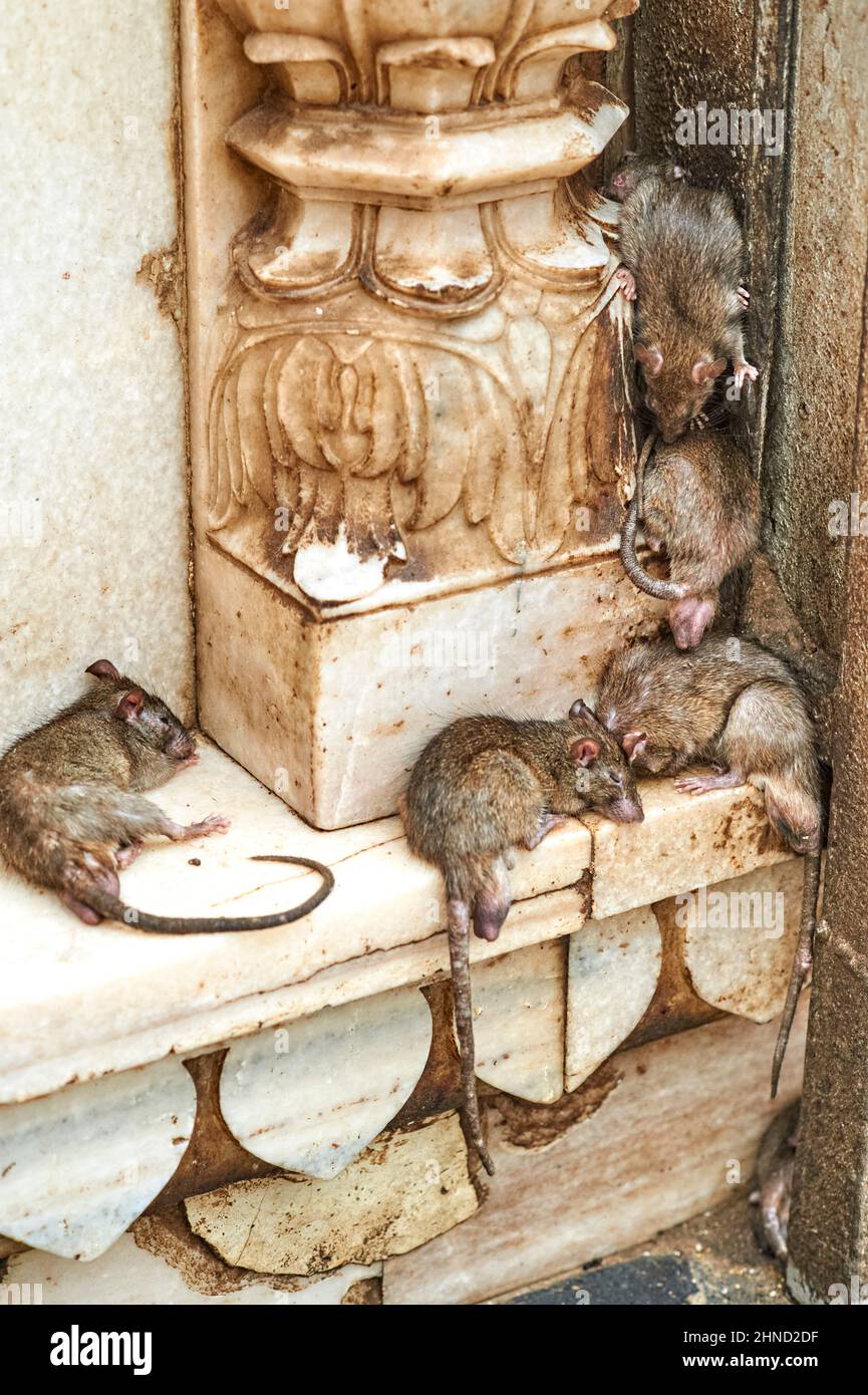 India Rajasthan. Shree Karni Mataj Temple, The temple of thousands rats ...