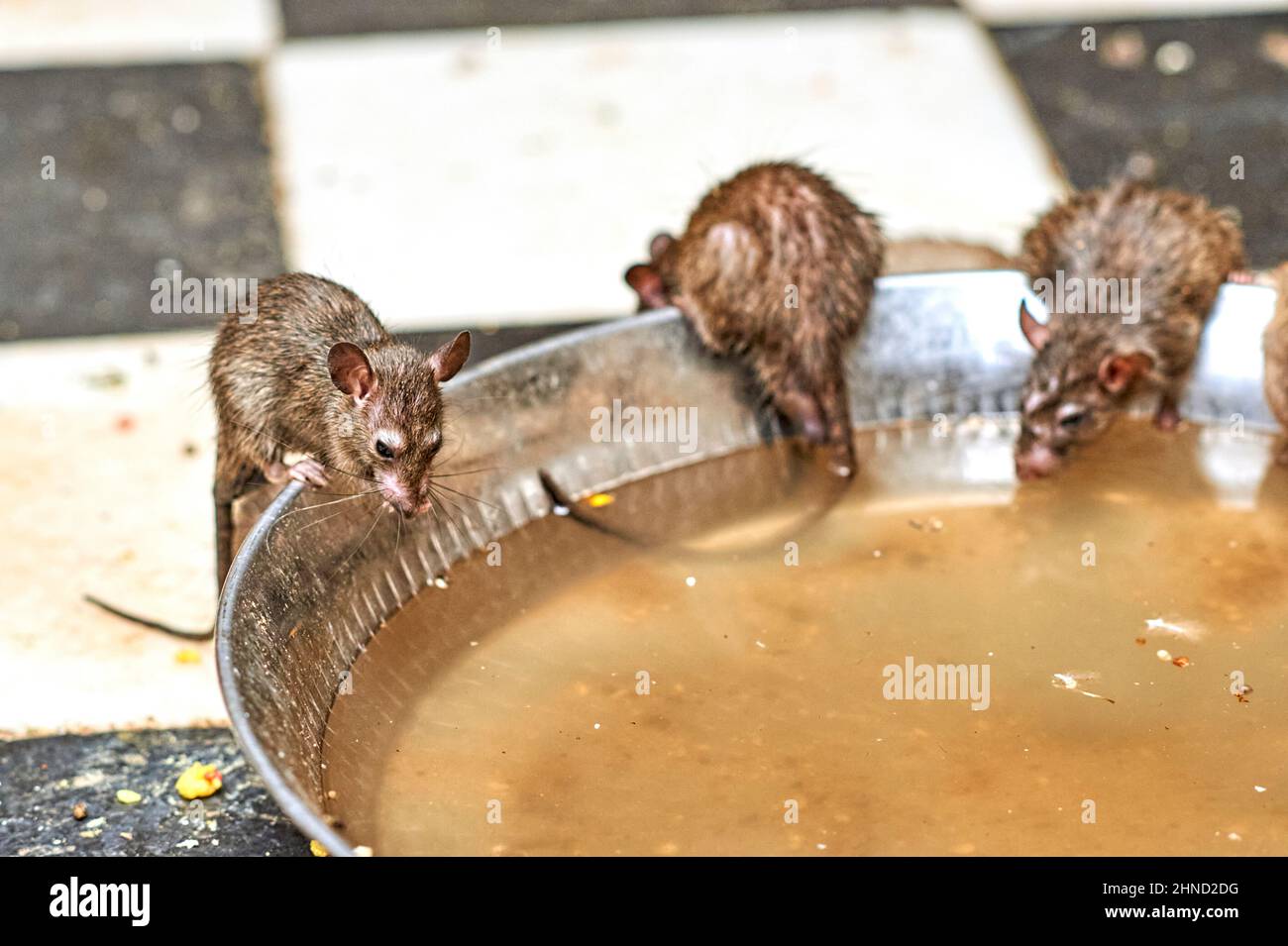 India Rajasthan. Shree Karni Mataj Temple, The temple of thousands rats ...