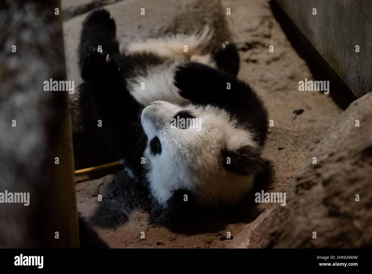 Cute five month old panda cub playing on a rock in captivity at the zoo ...