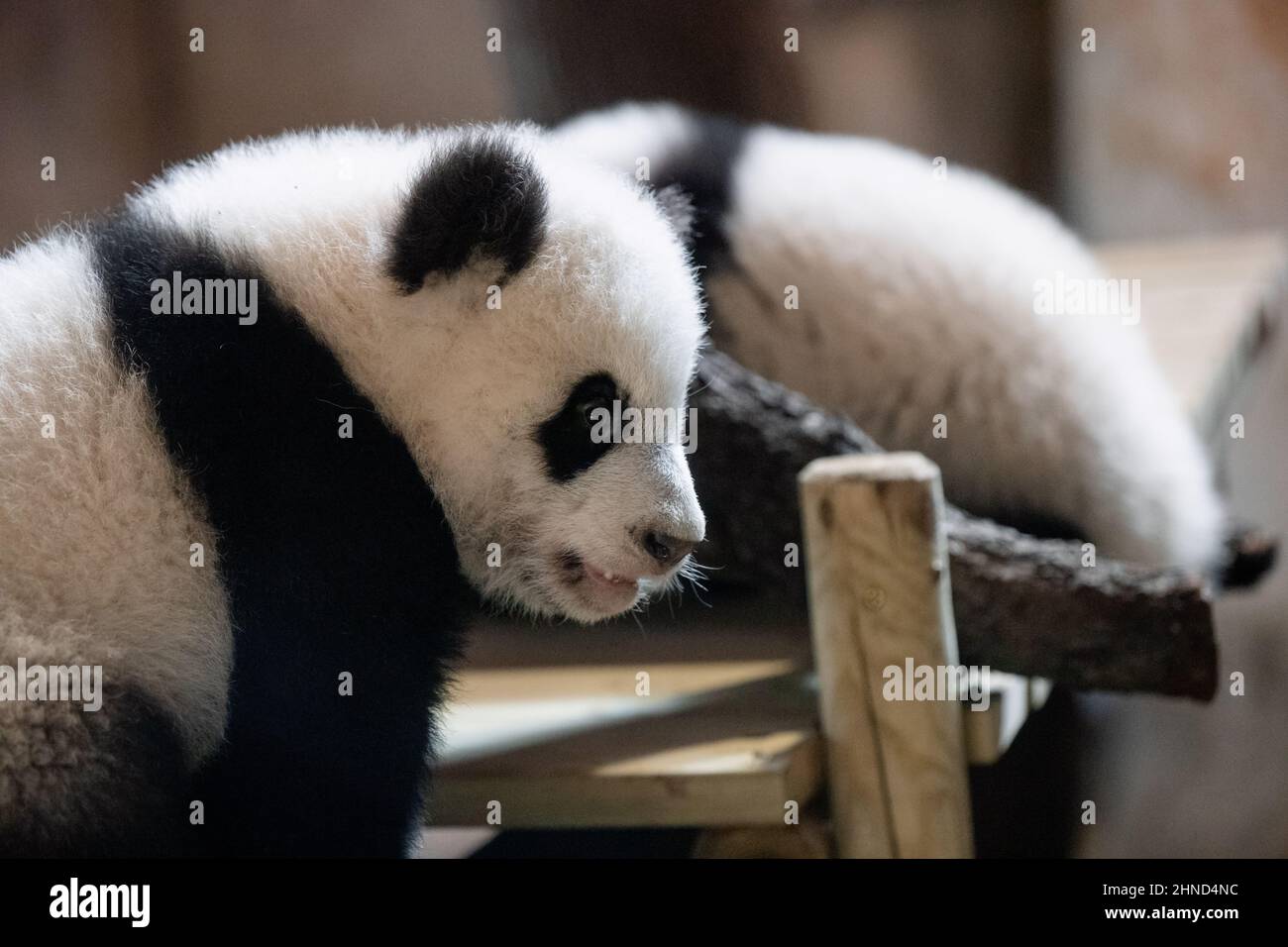 Face portrait of a young five month old panda cub at the zoo looking at ...