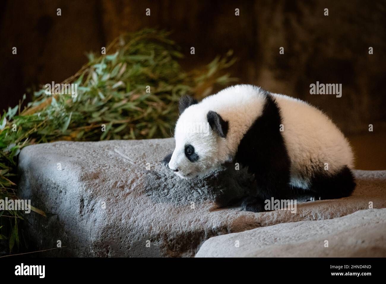 Cute five months old panda cub standing on a rock at the zoo Stock ...