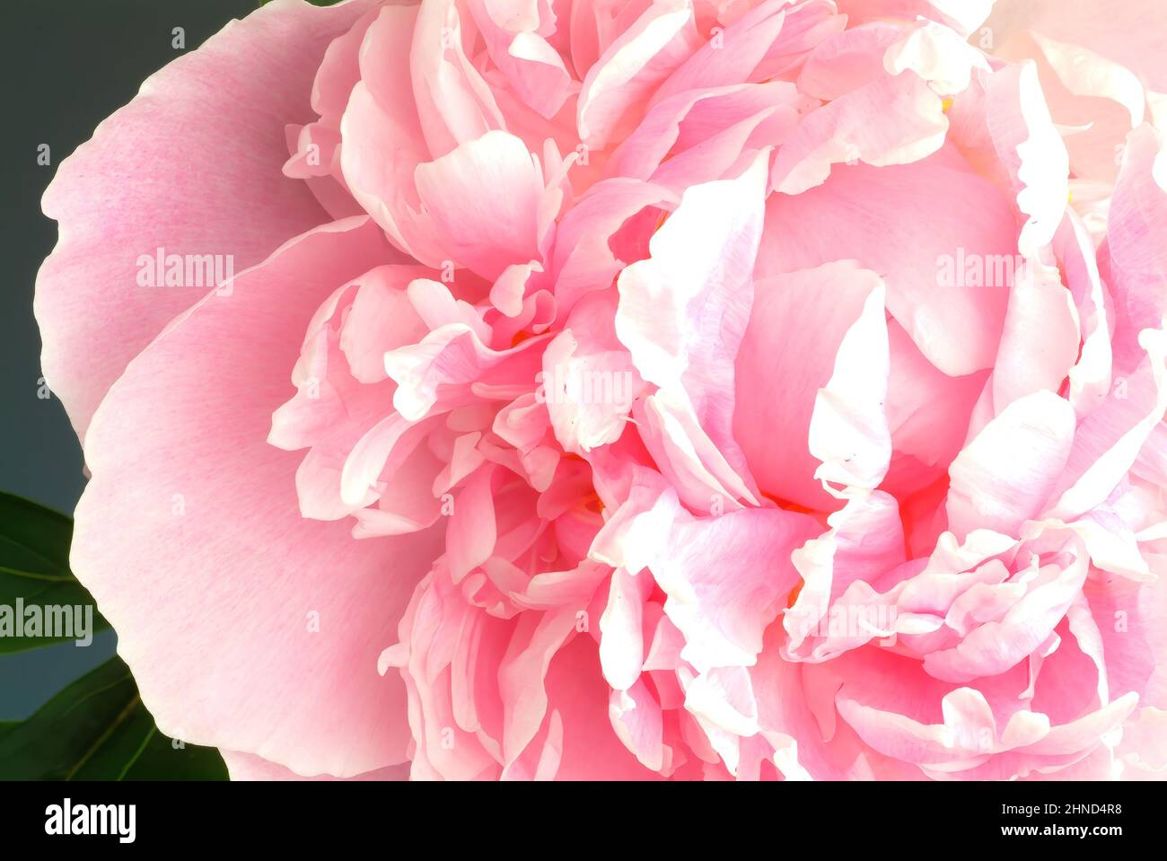 Gemeine Pfingstrose, Paeonia officinalis, auch Echte Pfingstrose