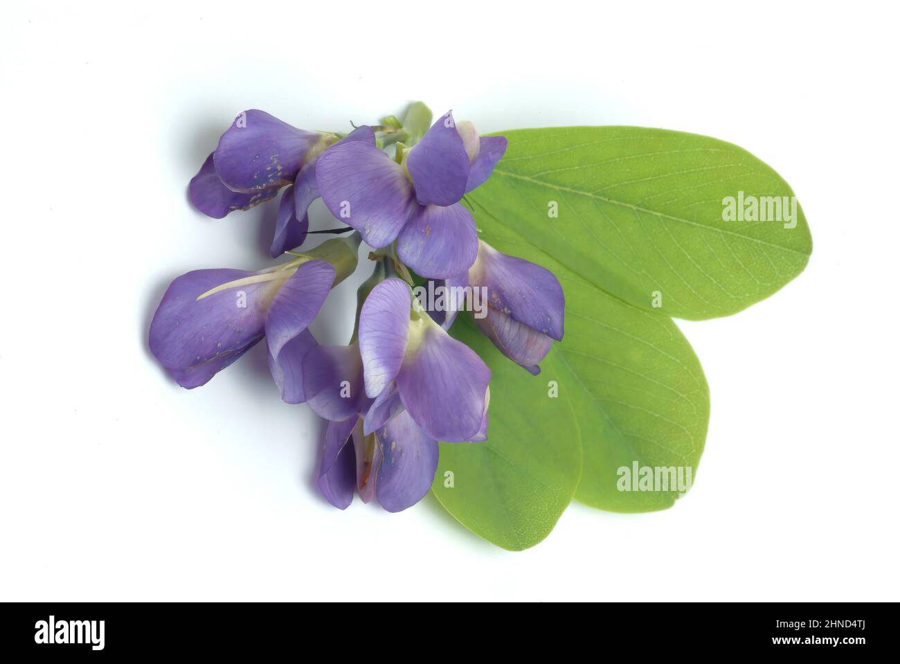Indigolupine, Baptisia australis, Blaue Färberhülse, Australische Färberhülse oder Falscher Indigo, Färbepflanze, Heilpflanze, enthält eine Reihe von Stock Photo